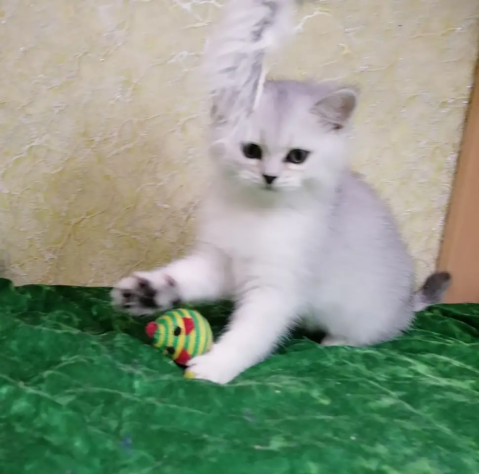 Британские шиншиловые котята, фотография 1