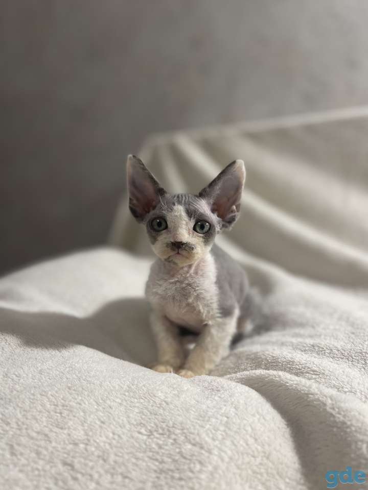 Котята девон-рекс 2 месяца, фотография 10