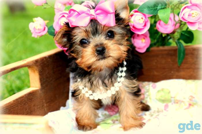 Teacup Yorkie Puppies for sale., фотография 1