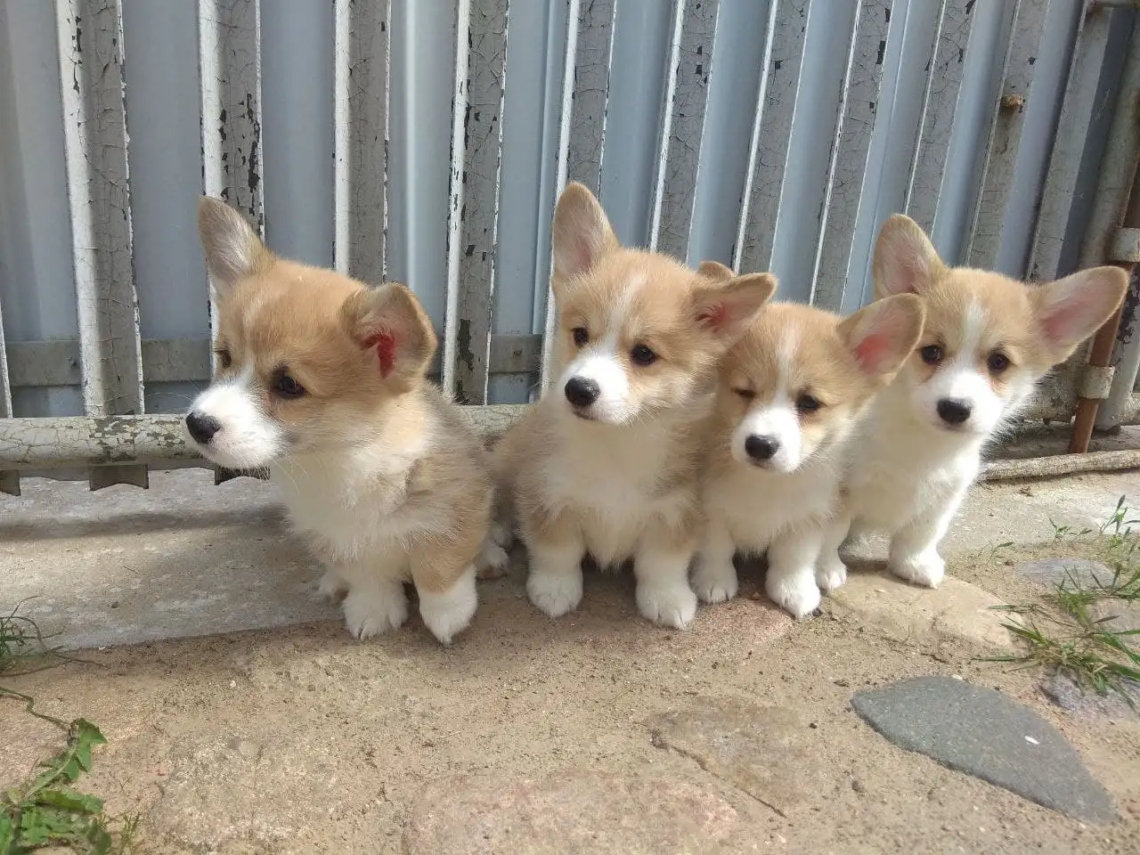 Щенки Корги Продажа, фотография 3