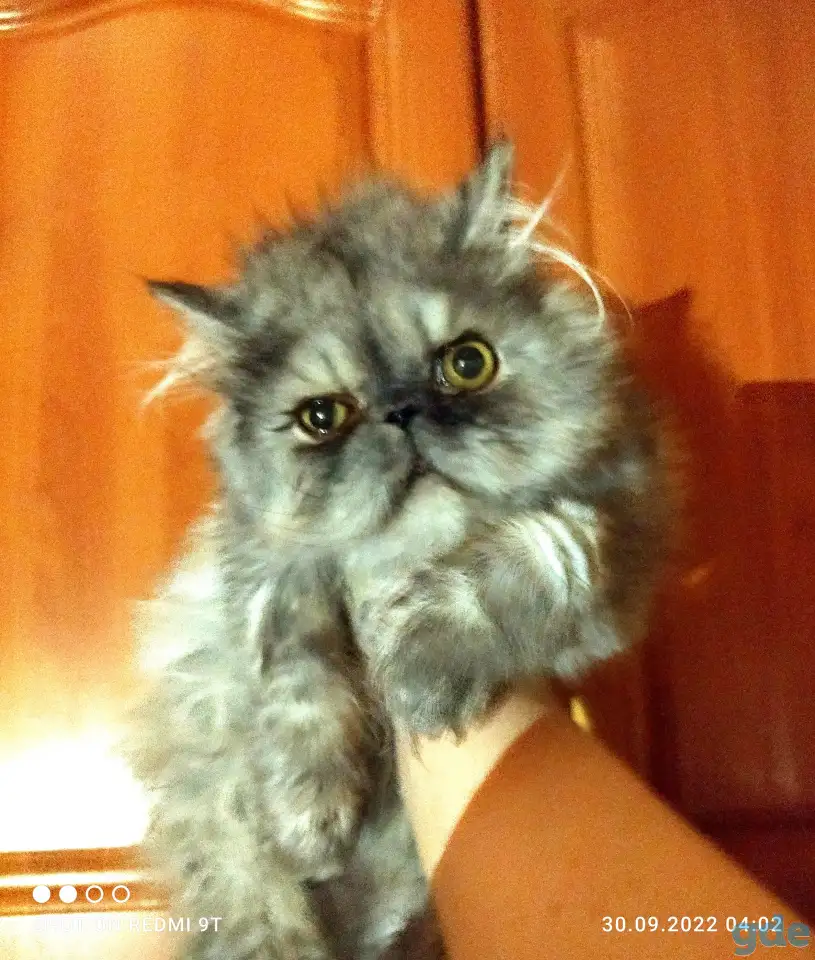 Персидские котята Экстремального типа чистокровные. Персы., фотография 17