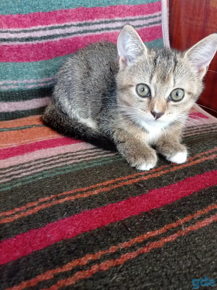 Котята в добрые руки., фотография 4