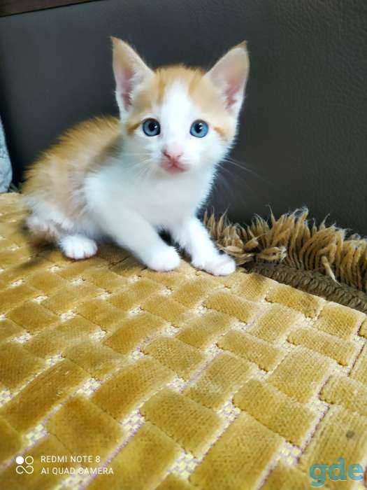 Красивые котята, фотография 3