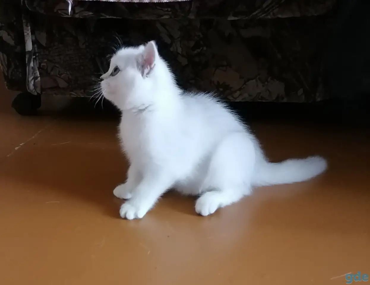 Британские котята, фотография 2