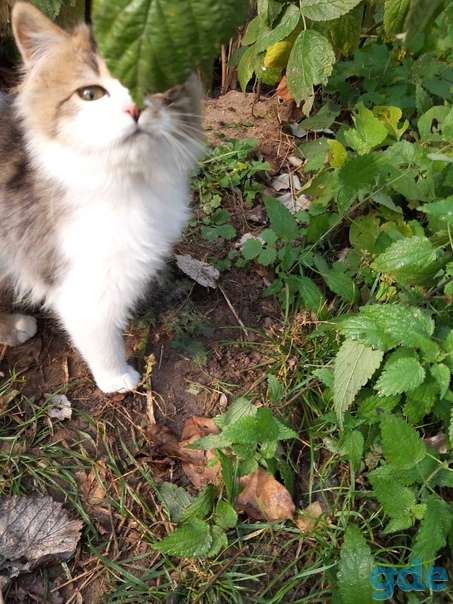 Котята ищут дом или передержку, фотография 2