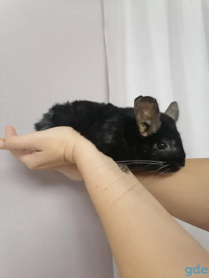 Шиншилла. Девочка., фотография 2