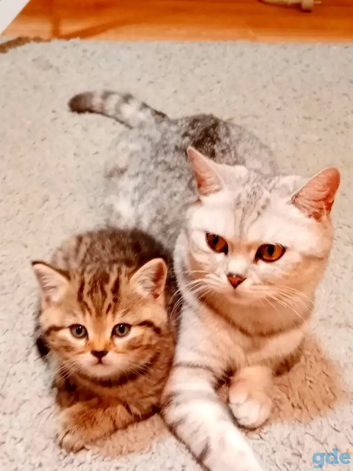 Шотландские котята, фотография 9