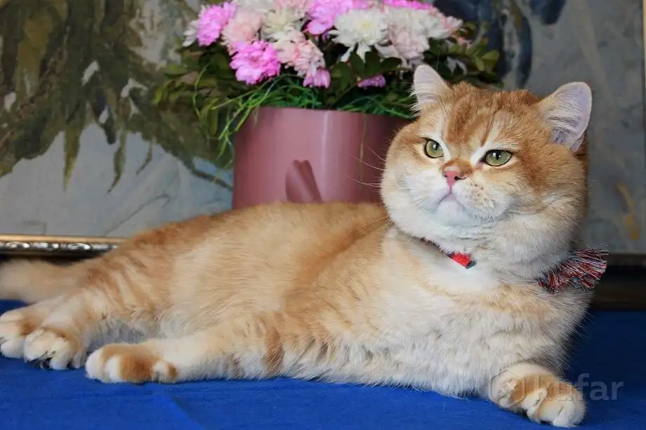 Племенной кот., фотография 7