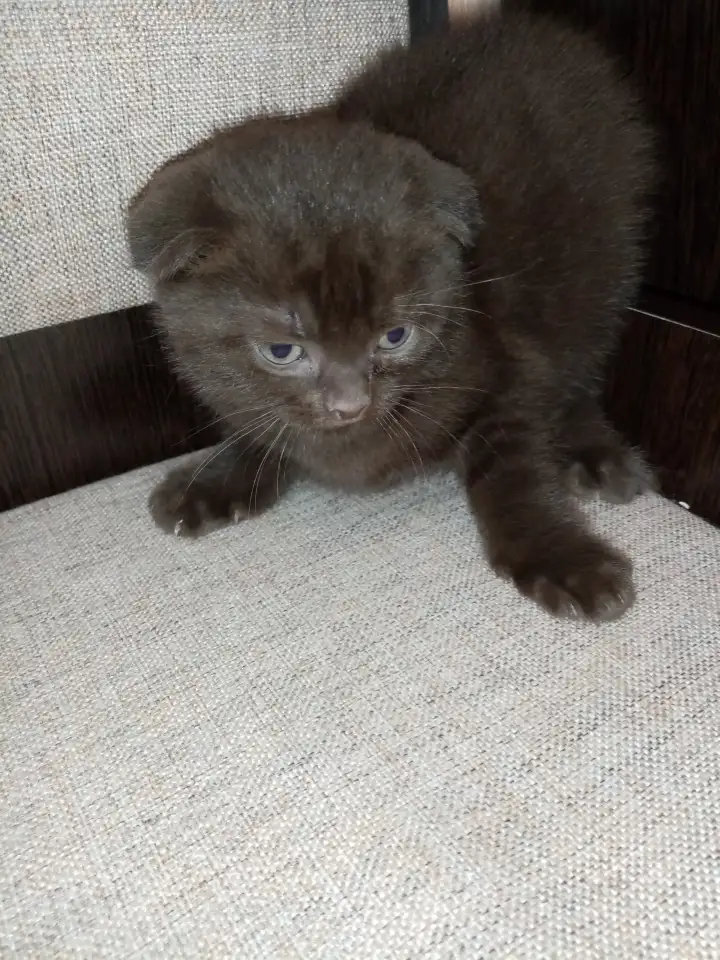 Шотландские котята, фотография 1