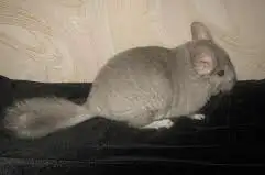 Шиншилла, фотография 2