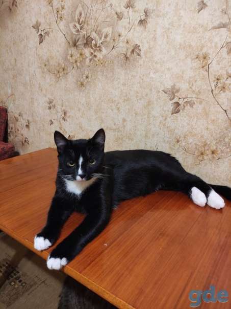 Котенок ищет дом, фотография 1