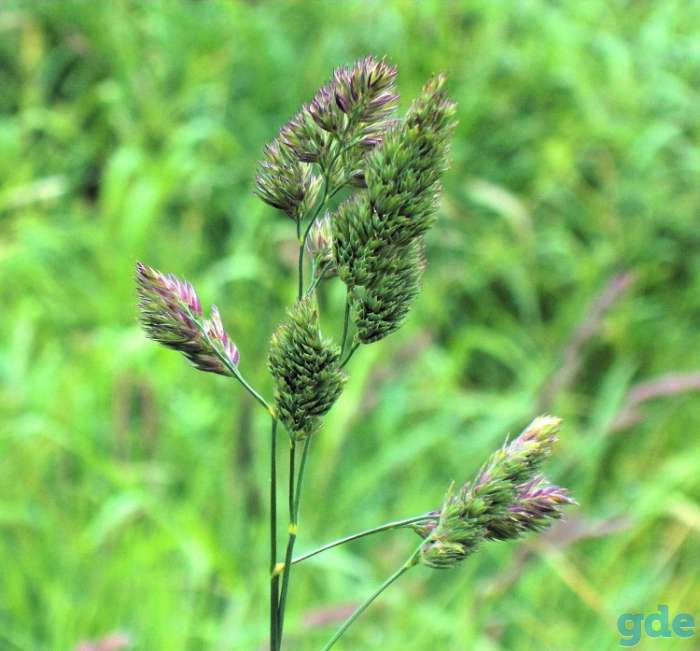 Ежа сборная (Dactylis glomerata), фотография 1