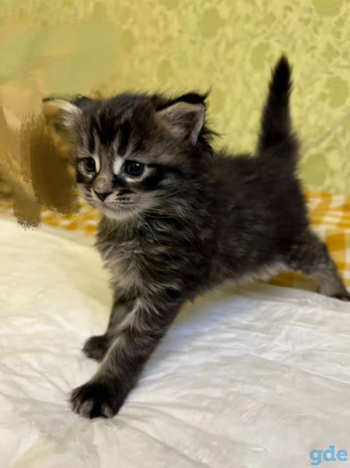 кошка мейн кун, фотография 8
