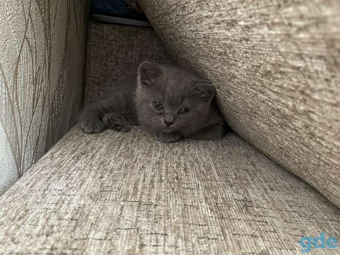 Британские котята, фотография 3
