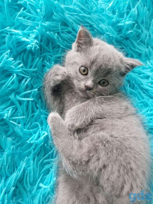 Котята от породистых родителей, фотография 1