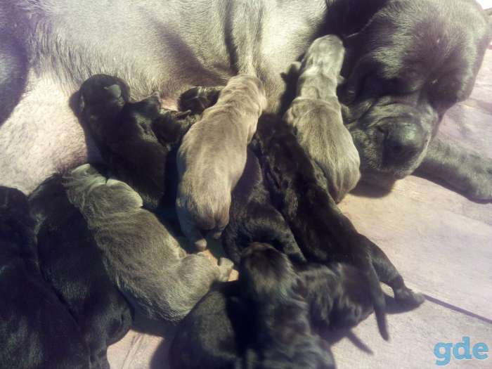 Продается щенки Кане Корсо, фотография 2