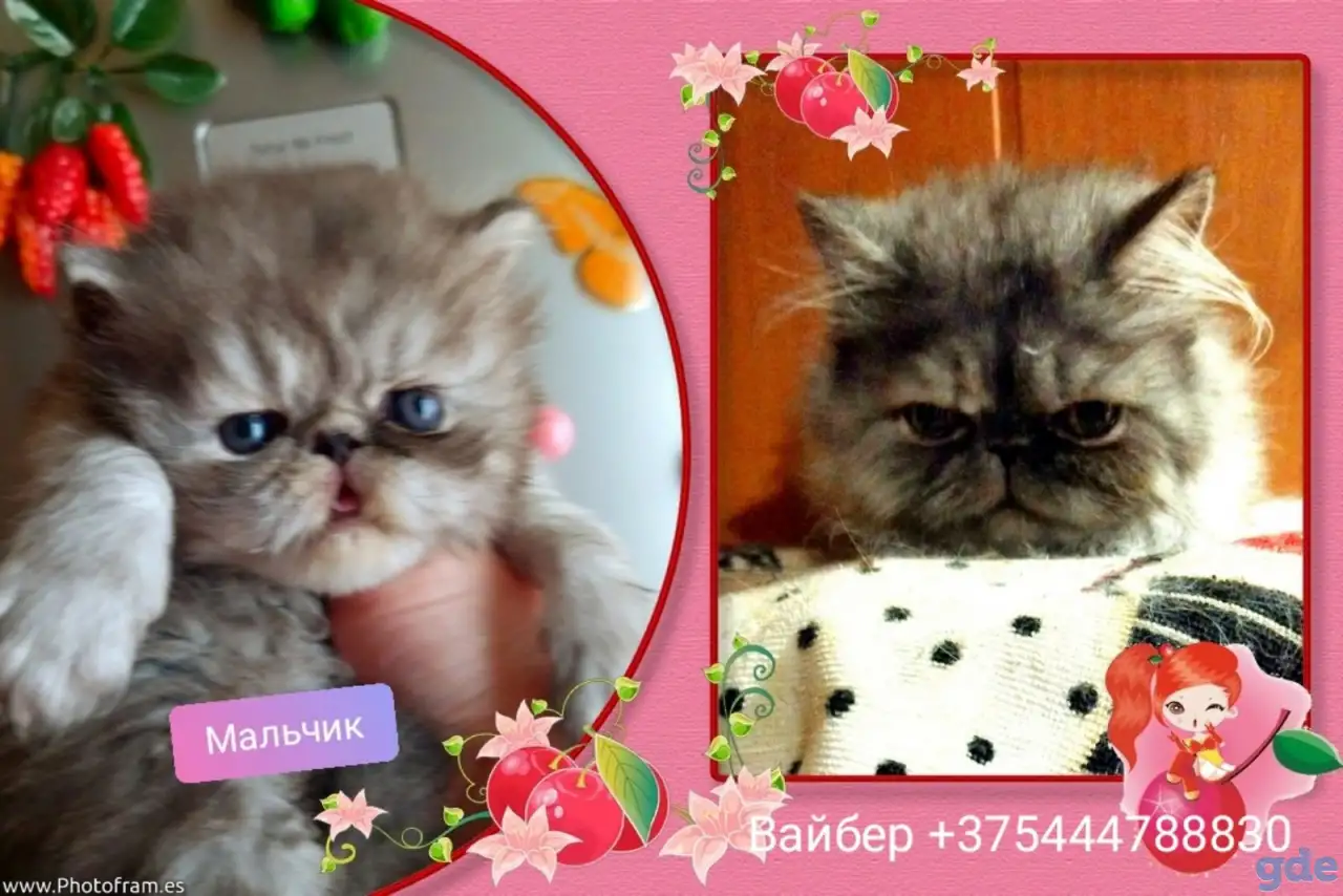 Персидские котята Экстремального типа чистокровные. Персы., фотография 12