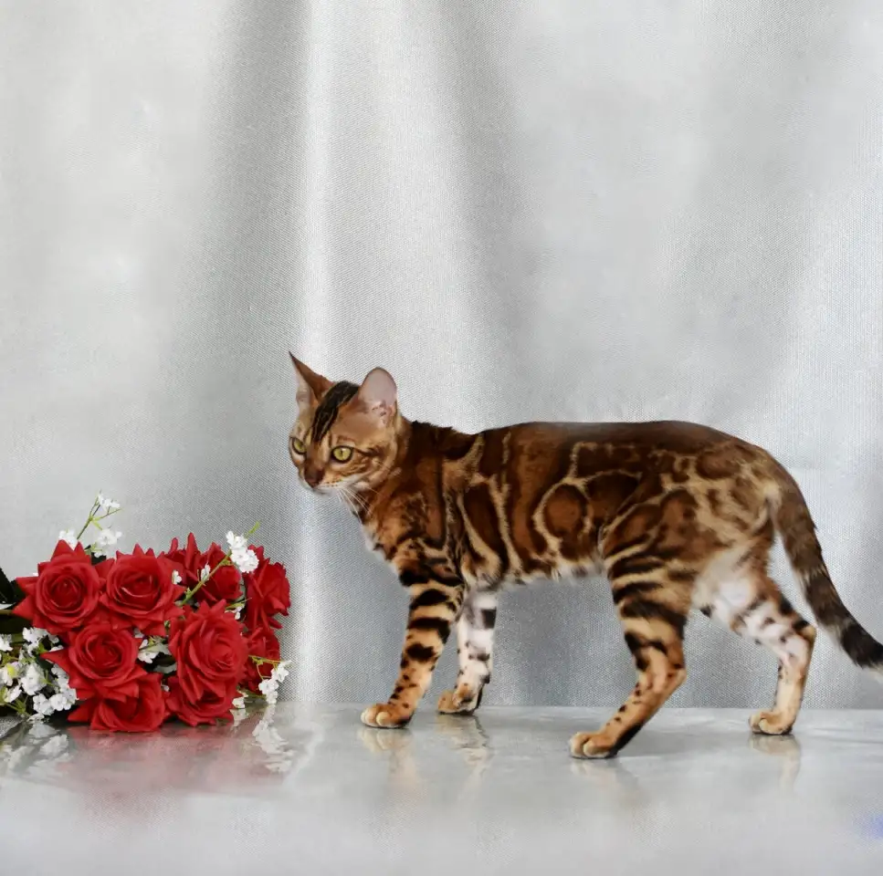 Шикарная бенгальская кошечка, фотография 1
