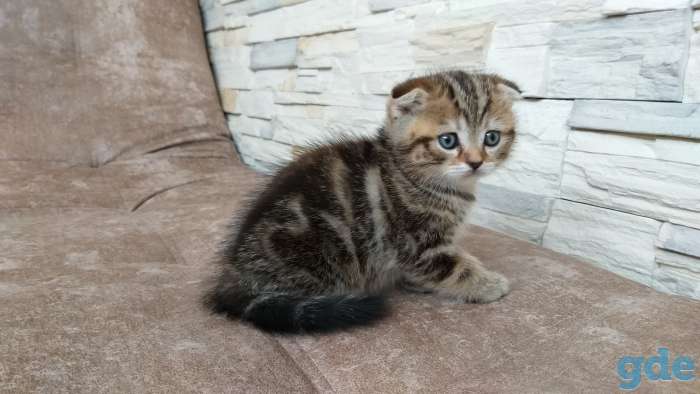 Шотландские котята, фотография 9