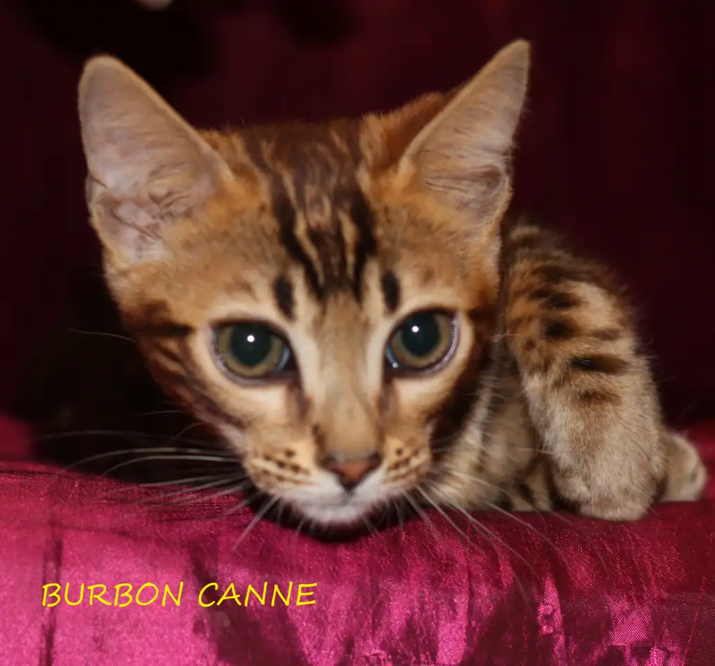 Шикарный бенгал из питомника Burbon Canne, фотография 3