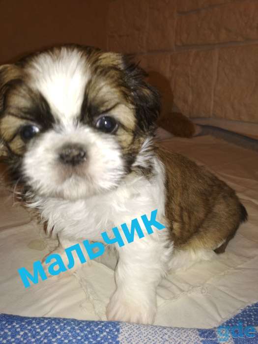Продам породистых щенков ши тцу!, фотография 8