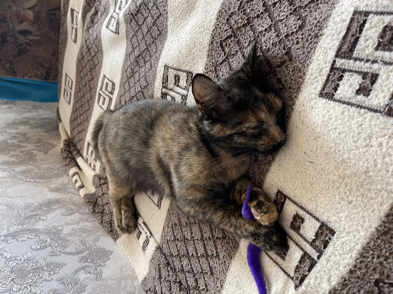 ВОЗНАГРАЖДЕНИЕ! Пропала Кошка Сима., фотография 8