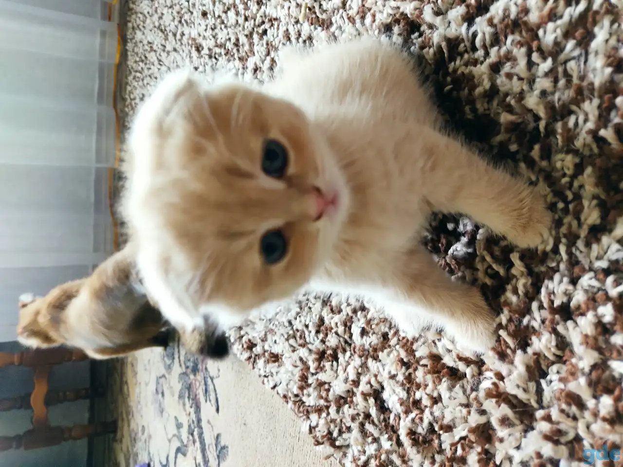 Шотландский котёнок, фотография 4