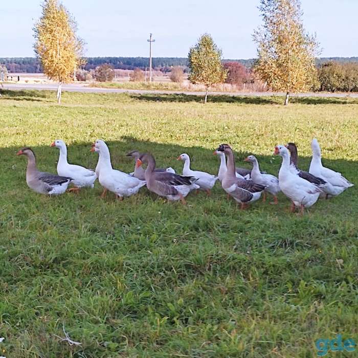 Продам гусят, фотография 1