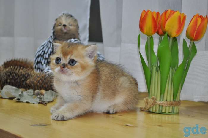 Шотландские котята, фотография 3