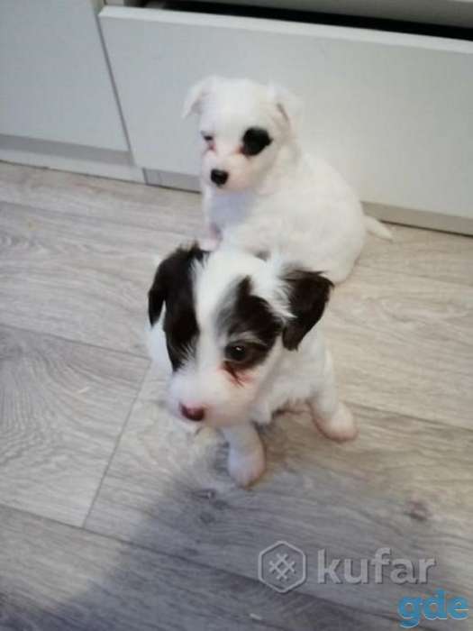 Китайская хохлатая (Пуховки), фотография 2