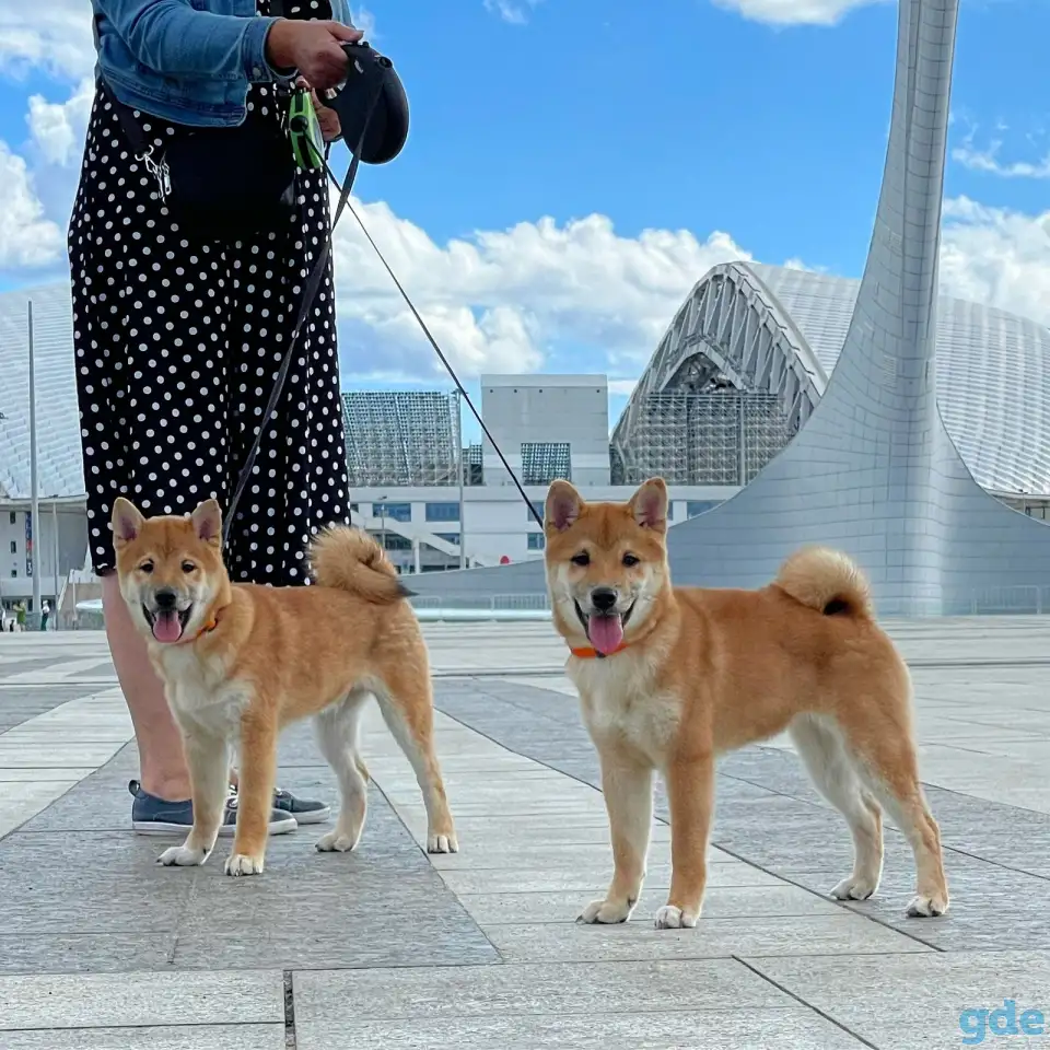 Сиба ину - Собака улыбака, фотография 3