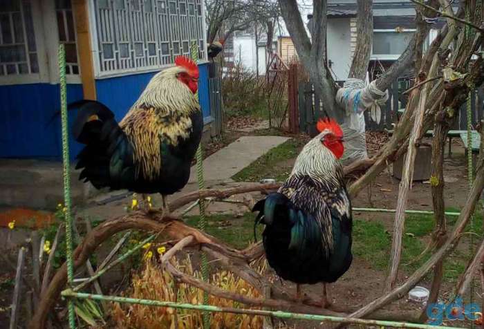 Петухи, фотография 1