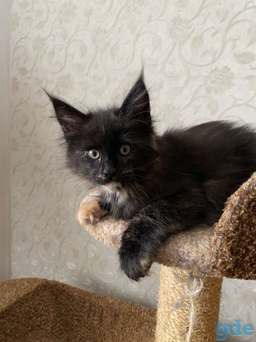 Котята мейн-куны, фотография 8