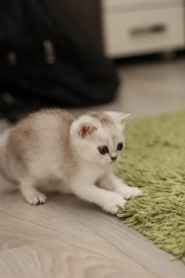 Котята шотландские, фотография 12