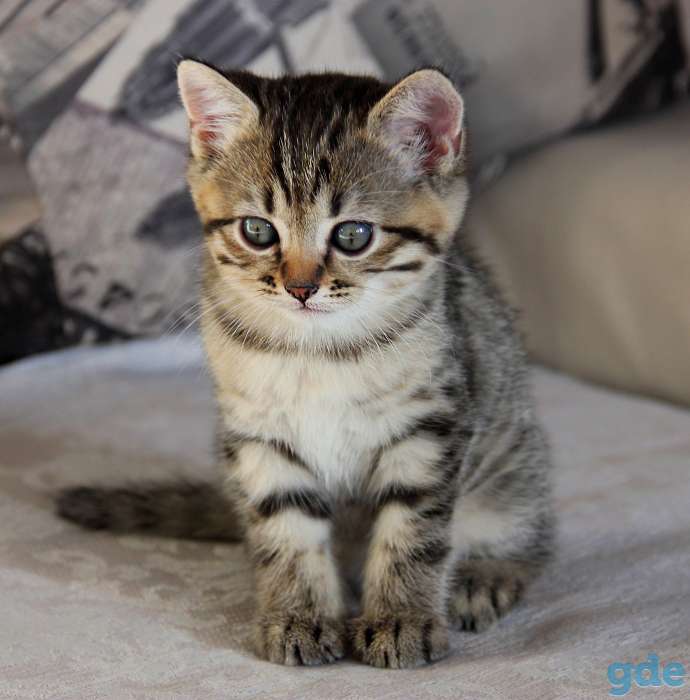 Британские короткошерстные котята, фотография 9
