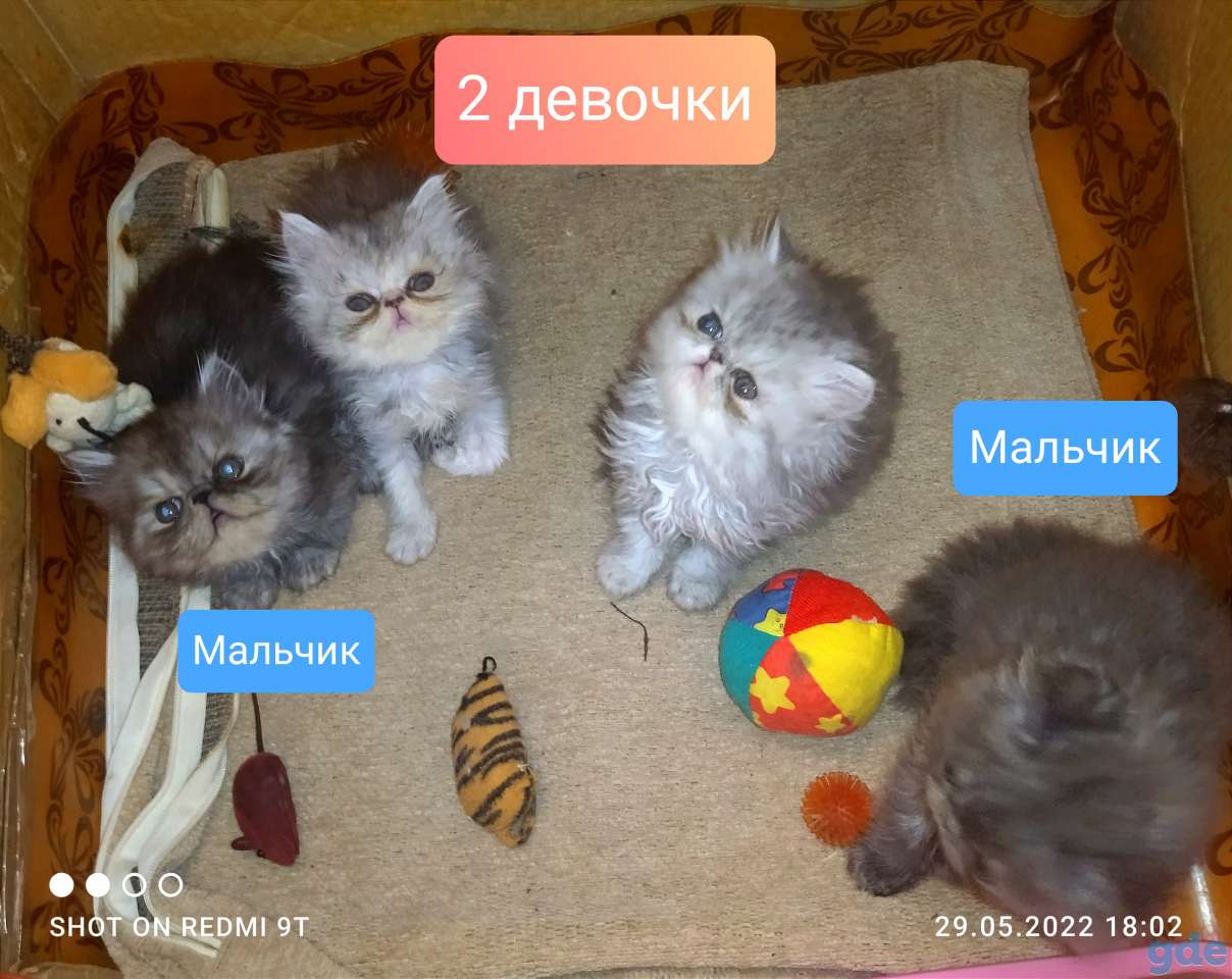 Персидские котята экстремального типа чистокровные персы., фотография 10