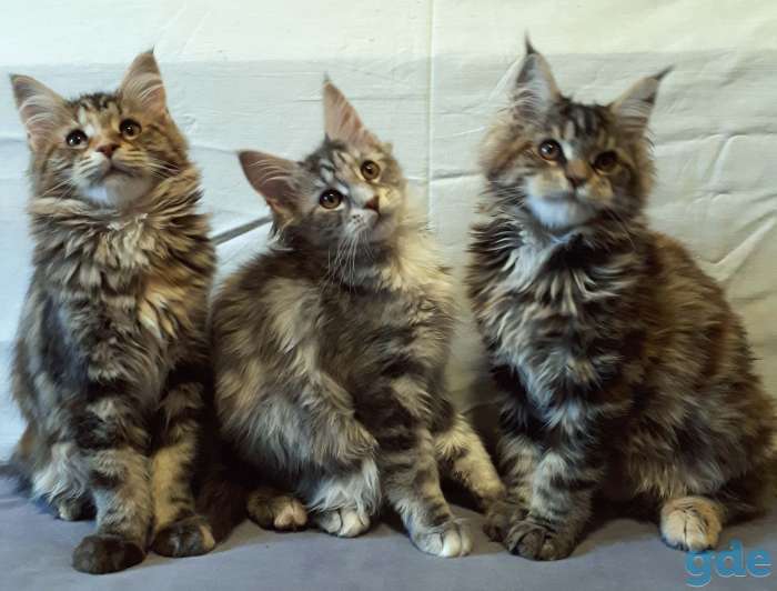 Котята Мейн Кун, фотография 6