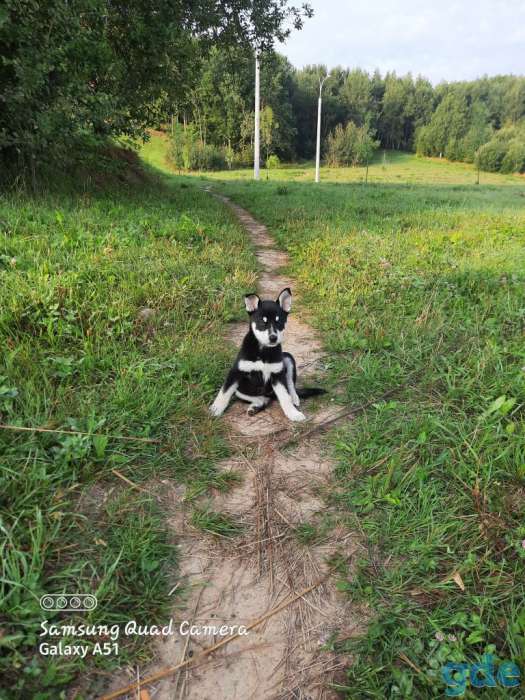 Щенок,девочка, фотография 1
