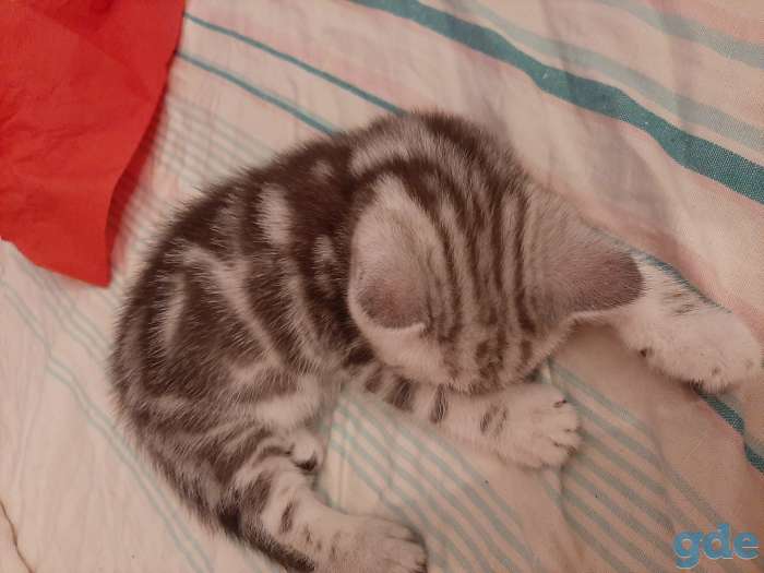 Шотландские котята, фотография 1