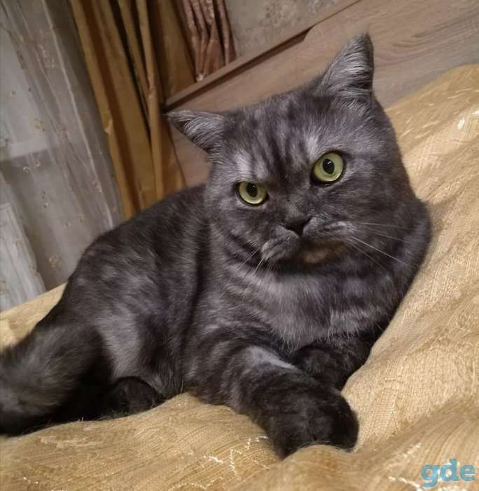 Породистая британская кошечка, с паспортом - в дар, фотография 2