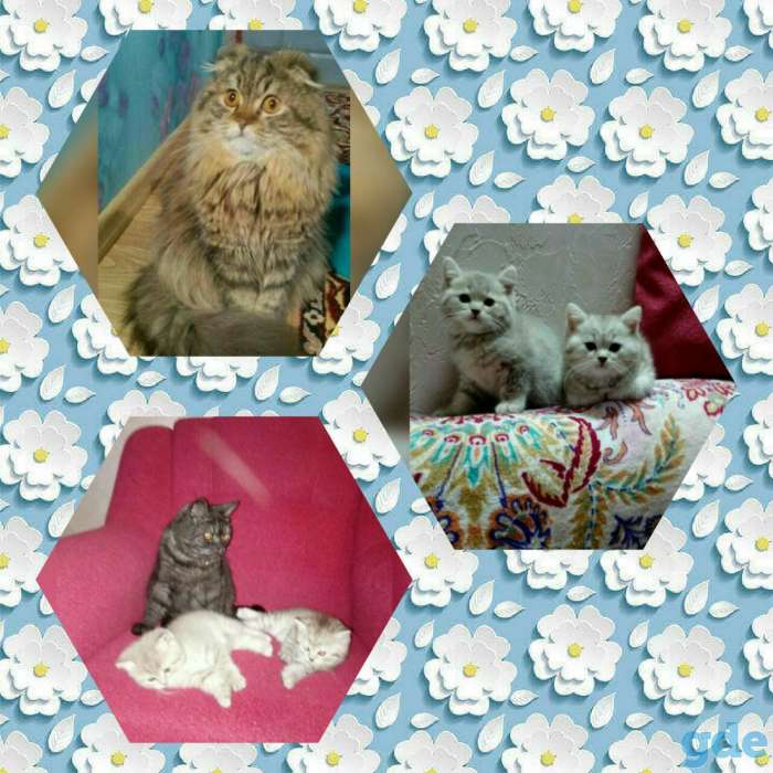 Продам котят, фотография 1