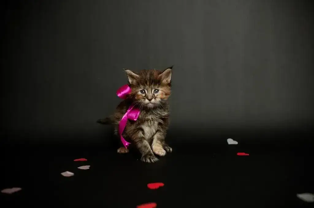 котята мейн-кун, фотография 3