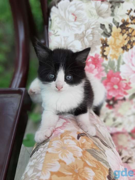Замечательные котята ищут любящую семью, фотография 4
