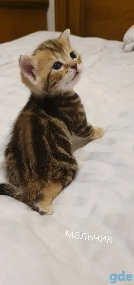 Шотландские котята, фотография 11