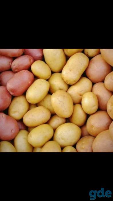 Продам сортовой картофель, фотография 1