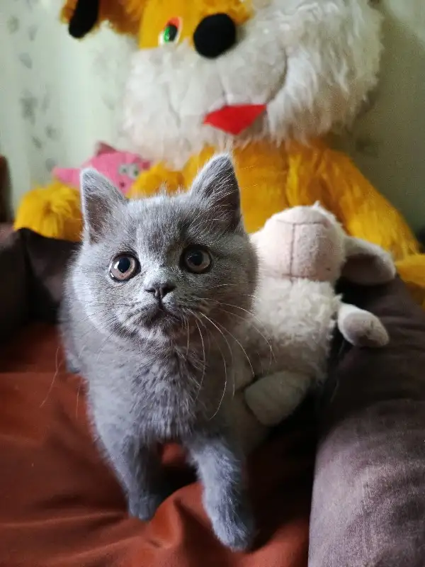 Продаю шотландских котят, фотография 2