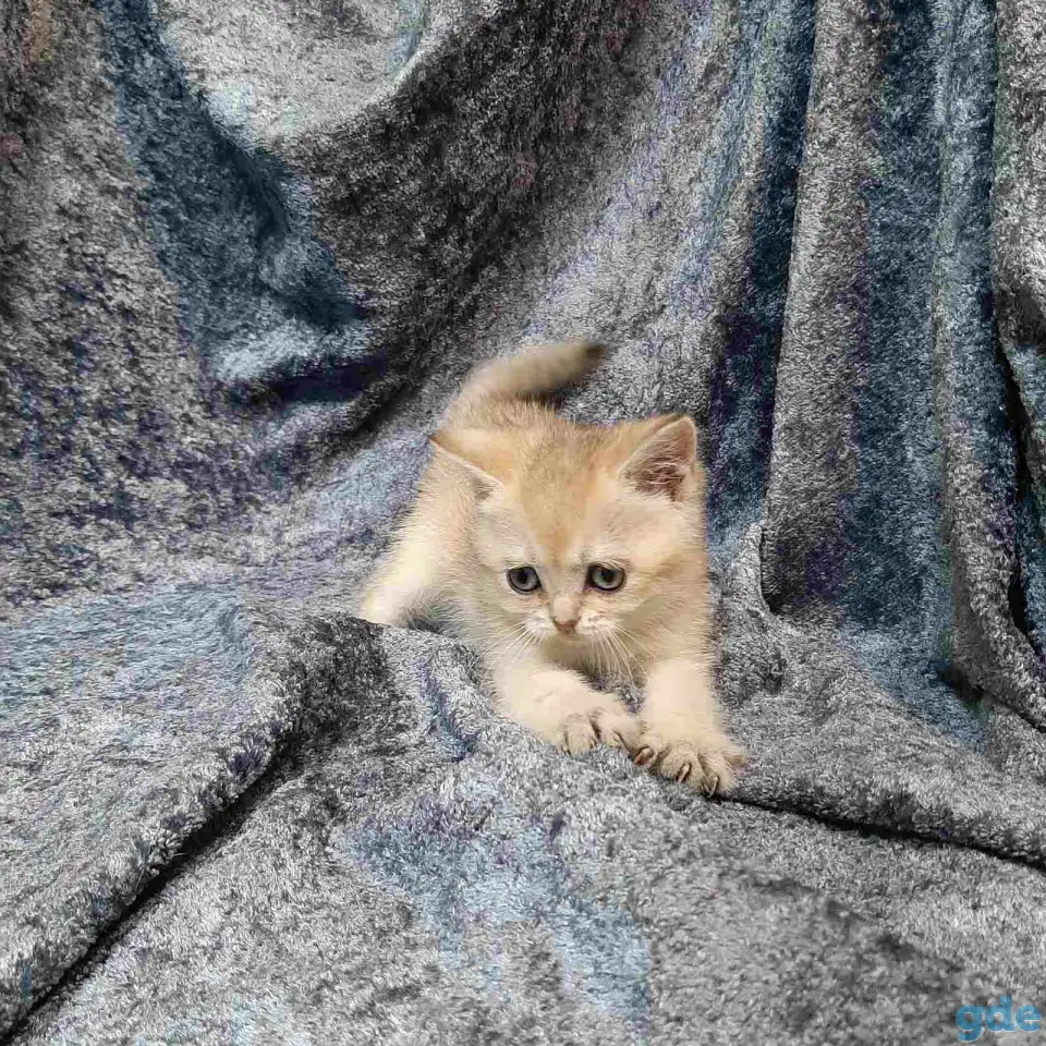 Шотландская кошка золотая шиншилла, фотография 8