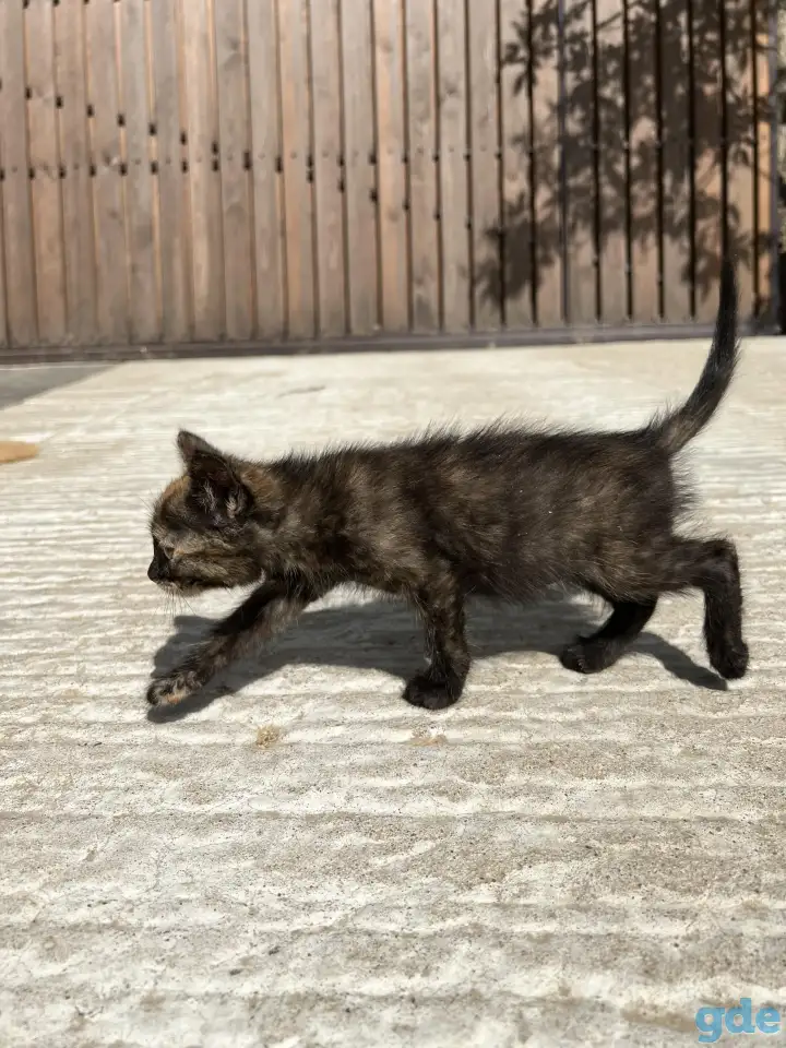 Котёнок (1 мес) в дар, фотография 7
