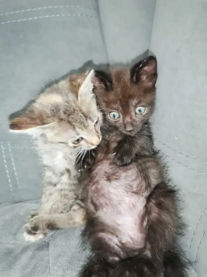 Отдам в добрые руки котят, фотография 5