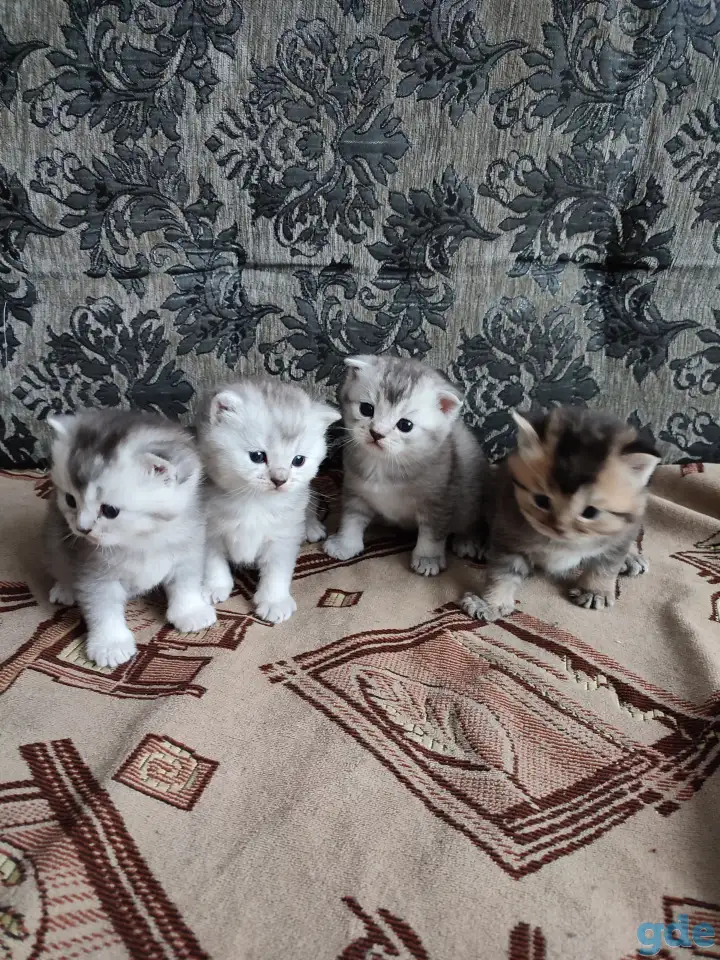 Продажа шотландских котят, фотография 2